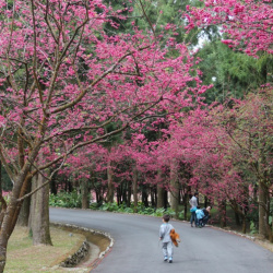 2013Sakura-Formosan-Aboricinal-Culture-Village