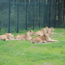 Safaripark-Beekse-Bergen